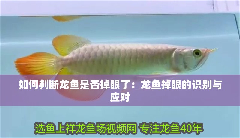 如何判斷龍魚是否掉眼了：龍魚掉眼的識別與應對