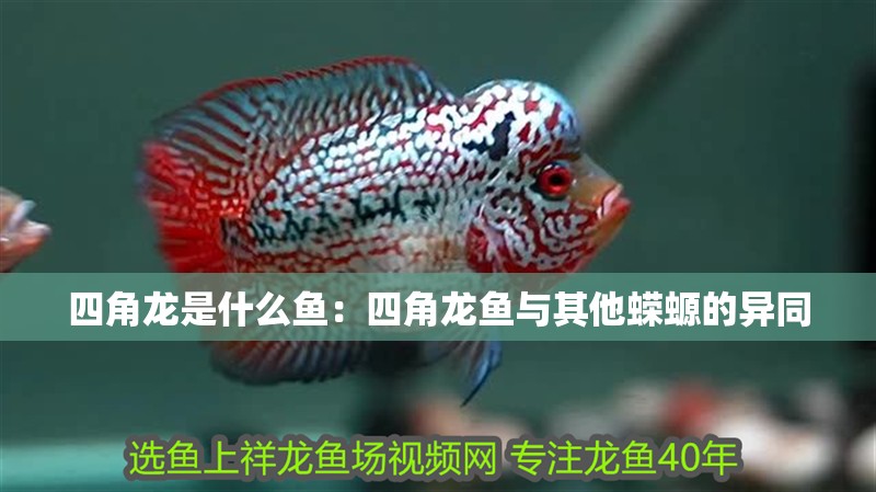 四角龍是什么魚(yú)：四角龍魚(yú)與其他蠑螈的異同