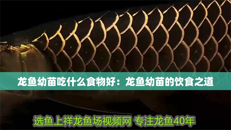 龍魚幼苗吃什么食物好：龍魚幼苗的飲食之道