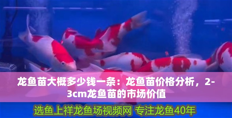 龍魚苗大概多少錢一條：龍魚苗價(jià)格分析，2-3cm龍魚苗的市場價(jià)值