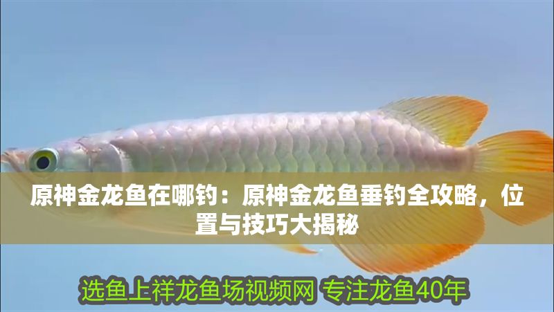 原神金龍魚在哪釣：原神金龍魚垂釣全攻略，位置與技巧大揭秘