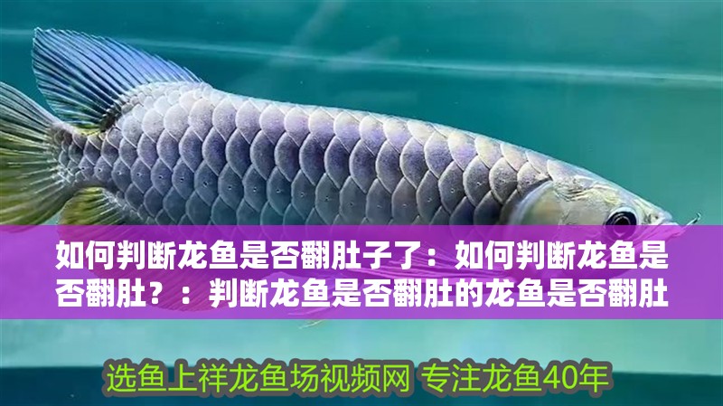 如何判斷龍魚是否翻肚子了：如何判斷龍魚是否翻肚？：判斷龍魚是否翻肚的龍魚是否翻肚的方法