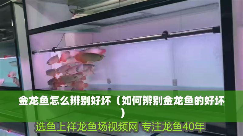 金龍魚怎么辨別好壞（如何辨別金龍魚的好壞）