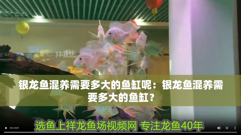 銀龍魚混養需要多大的魚缸呢：銀龍魚混養需要多大的魚缸？