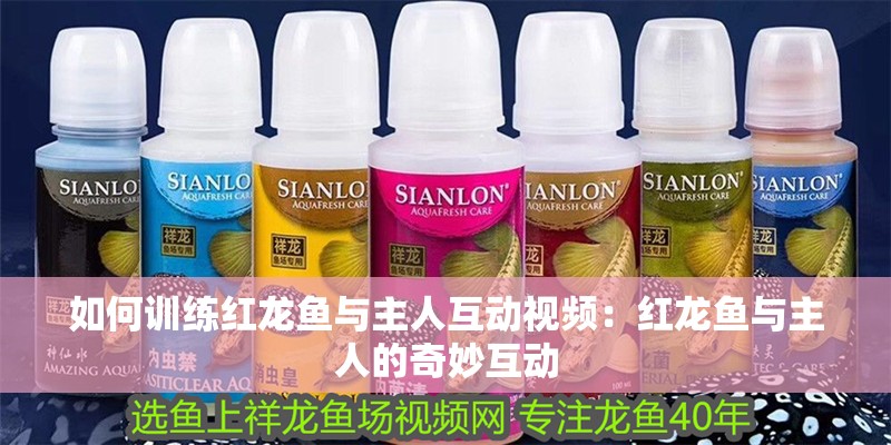 如何訓練紅龍魚與主人互動視頻：紅龍魚與主人的奇妙互動