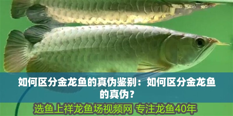 如何區分金龍魚的真偽鑒別：如何區分金龍魚的真偽？