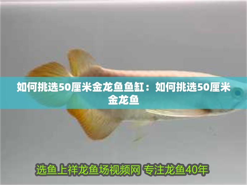 如何挑選50厘米金龍魚魚缸：如何挑選50厘米金龍魚