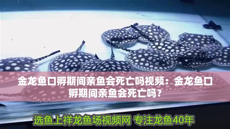 金龍魚口孵期間親魚會死亡嗎視頻：金龍魚口孵期間親魚會死亡嗎？