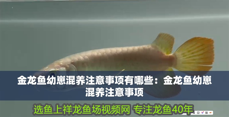 金龍魚幼崽混養(yǎng)注意事項有哪些：金龍魚幼崽混養(yǎng)注意事項