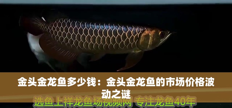 金頭金龍魚多少錢：金頭金龍魚的市場價格波動之謎
