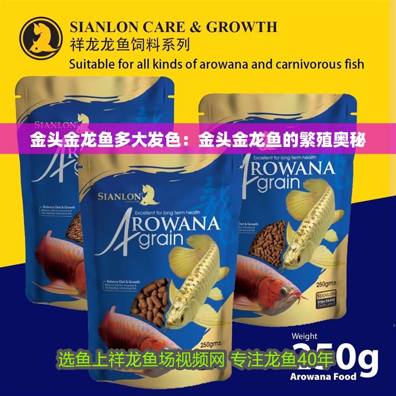 金頭金龍魚多大發色：金頭金龍魚的繁殖奧秘