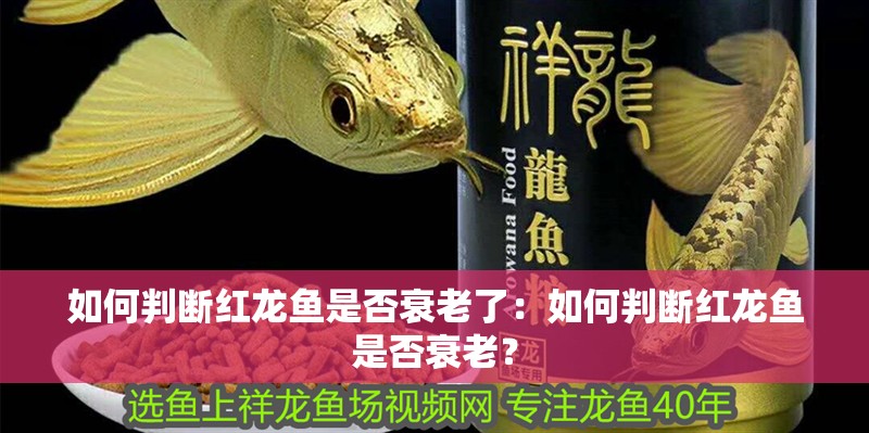 如何判斷紅龍魚是否衰老了：如何判斷紅龍魚是否衰老？
