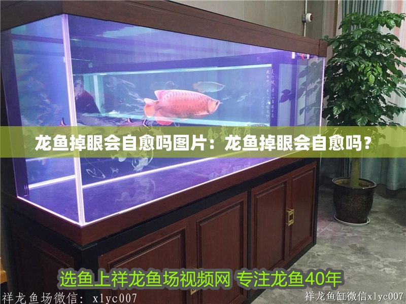 龍魚掉眼會自愈嗎圖片：龍魚掉眼會自愈嗎？