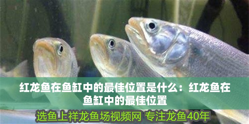 紅龍魚(yú)在魚(yú)缸中的最佳位置是什么：紅龍魚(yú)在魚(yú)缸中的最佳位置