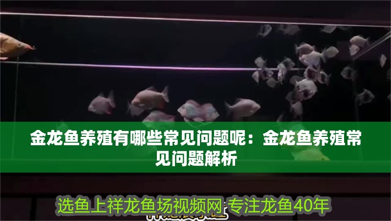 金龍魚養(yǎng)殖有哪些常見問題呢：金龍魚養(yǎng)殖常見問題解析