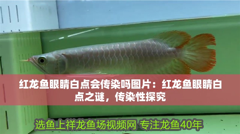 紅龍魚眼睛白點會傳染嗎圖片：紅龍魚眼睛白點之謎，傳染性探究