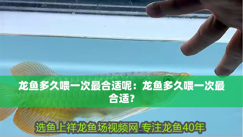 龍魚多久喂一次最合適呢：龍魚多久喂一次最合適？