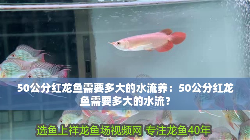50公分紅龍魚需要多大的水流養：50公分紅龍魚需要多大的水流？