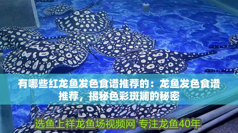 有哪些紅龍魚發色食譜推薦的：龍魚發色食譜推薦，揭秘色彩斑斕的秘密