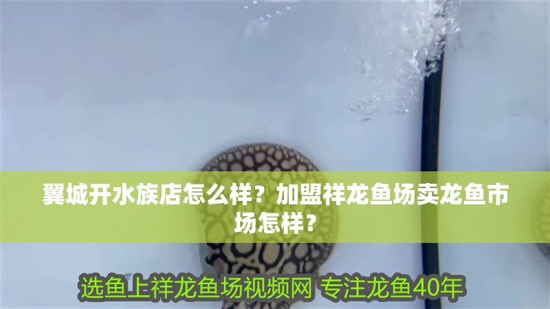翼城開水族店怎么樣？加盟祥龍魚場賣龍魚市場怎樣？