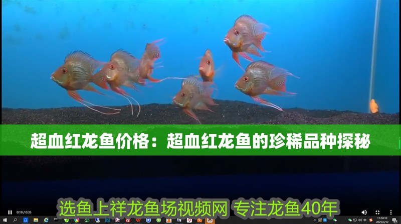 超血紅龍魚價格：超血紅龍魚的珍稀品種探秘