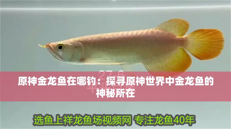 原神金龍魚在哪釣：探尋原神世界中金龍魚的神秘所在