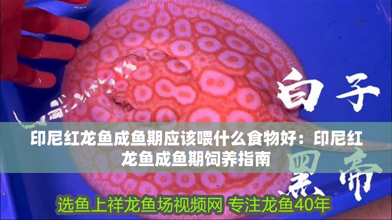 印尼紅龍魚成魚期應該喂什么食物好：印尼紅龍魚成魚期飼養指南