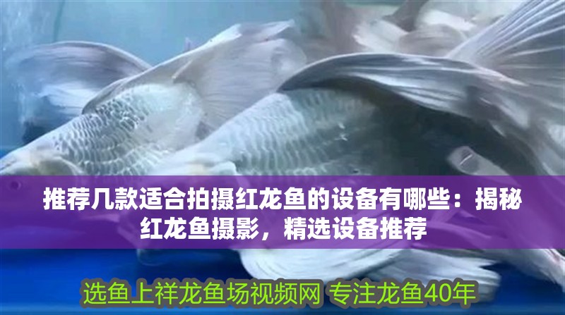 推薦幾款適合拍攝紅龍魚的設備有哪些：揭秘紅龍魚攝影，精選設備推薦