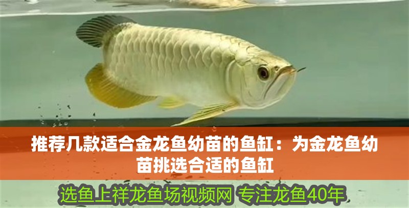 推薦幾款適合金龍魚幼苗的魚缸：為金龍魚幼苗挑選合適的魚缸