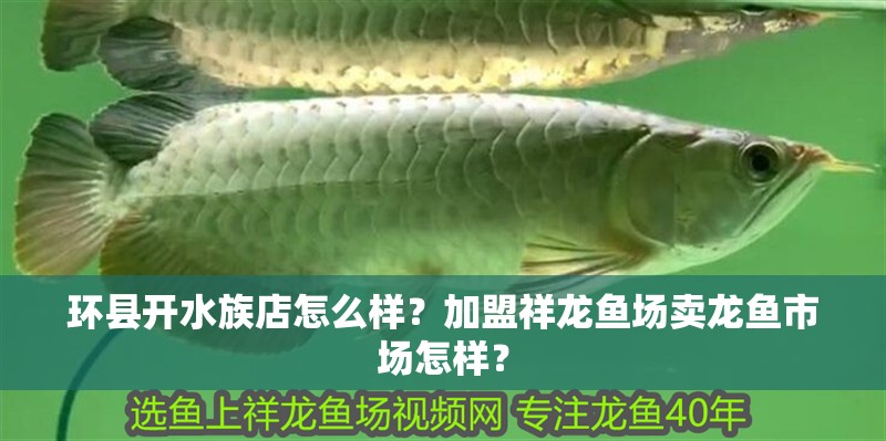環縣開水族店怎么樣？加盟祥龍魚場賣龍魚市場怎樣？
