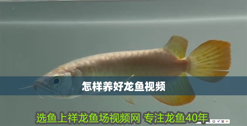 怎樣養好龍魚視頻