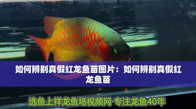 如何辨別真假紅龍魚苗圖片：如何辨別真假紅龍魚苗