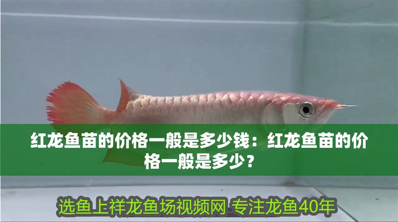 紅龍魚苗的價格一般是多少錢：紅龍魚苗的價格一般是多少？