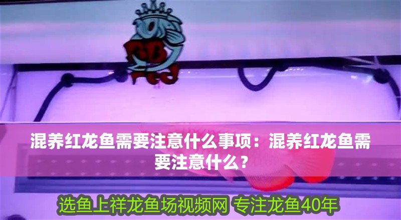 混養紅龍魚需要注意什么事項：混養紅龍魚需要注意什么？