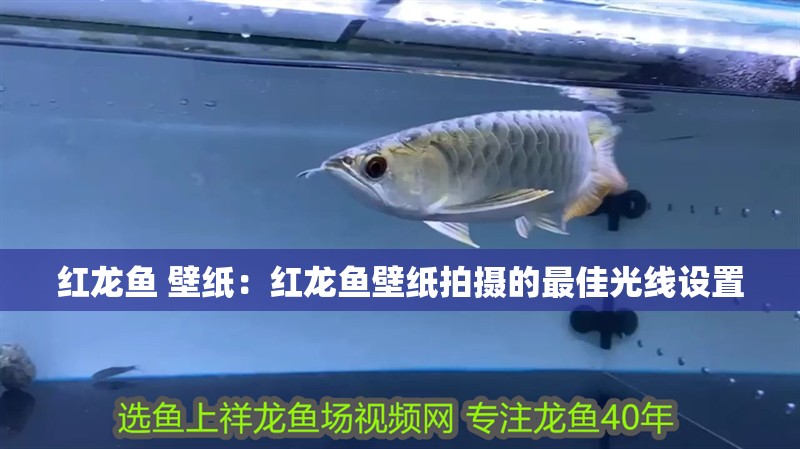 紅龍魚 壁紙：紅龍魚壁紙拍攝的最佳光線設(shè)置