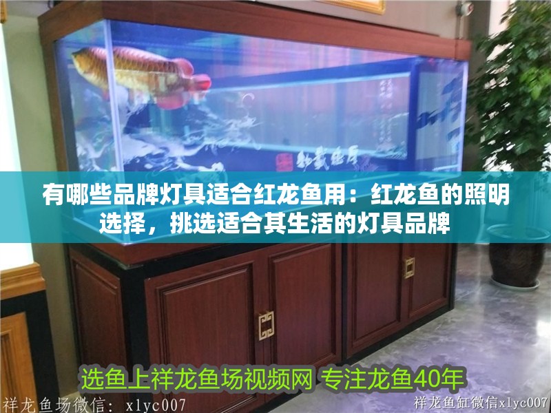 有哪些品牌燈具適合紅龍魚用：紅龍魚的照明選擇，挑選適合其生活的燈具品牌