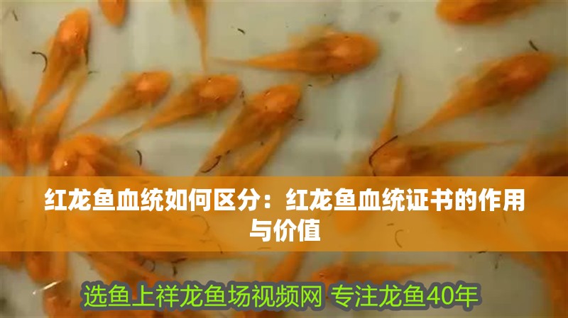 紅龍魚血統如何區分：紅龍魚血統證書的作用與價值