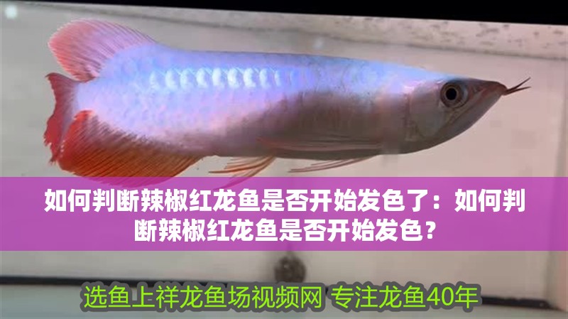 如何判斷辣椒紅龍魚是否開始發色了：如何判斷辣椒紅龍魚是否開始發色？