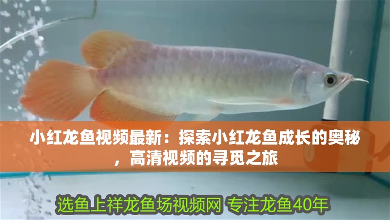 小紅龍魚視頻最新：探索小紅龍魚成長的奧秘，高清視頻的尋覓之旅