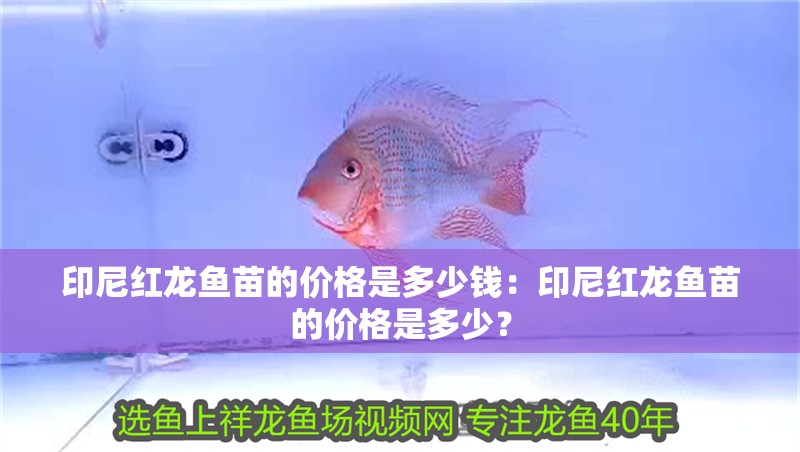 印尼紅龍魚苗的價格是多少錢：印尼紅龍魚苗的價格是多少？