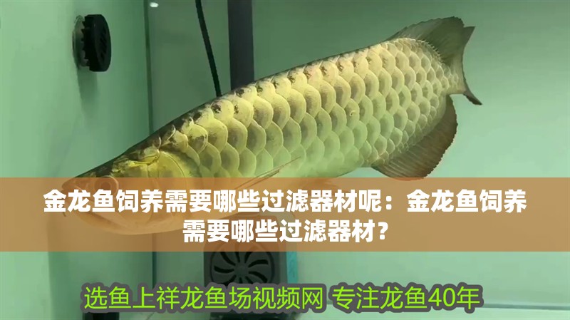 金龍魚(yú)飼養(yǎng)需要哪些過(guò)濾器材呢：金龍魚(yú)飼養(yǎng)需要哪些過(guò)濾器材？