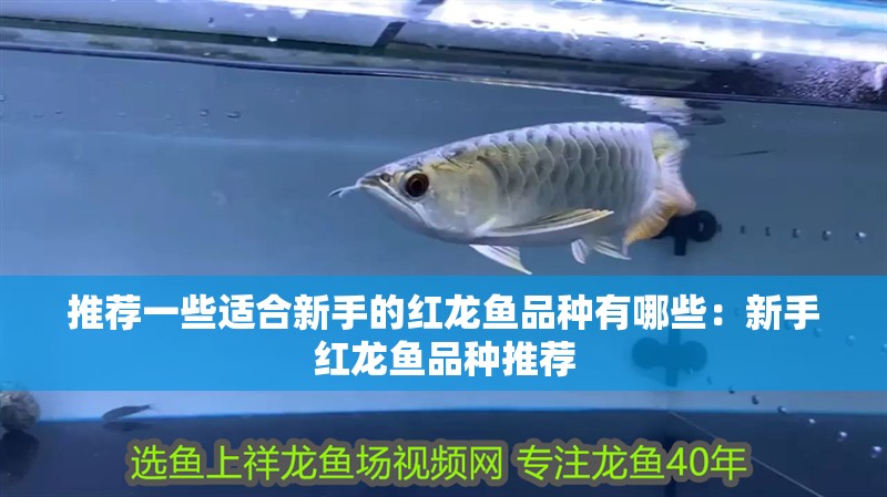 推薦一些適合新手的紅龍魚品種有哪些：新手紅龍魚品種推薦