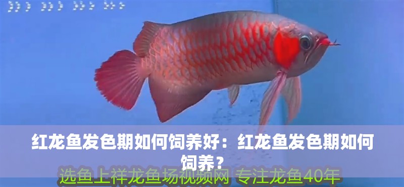 紅龍魚發色期如何飼養好：紅龍魚發色期如何飼養？