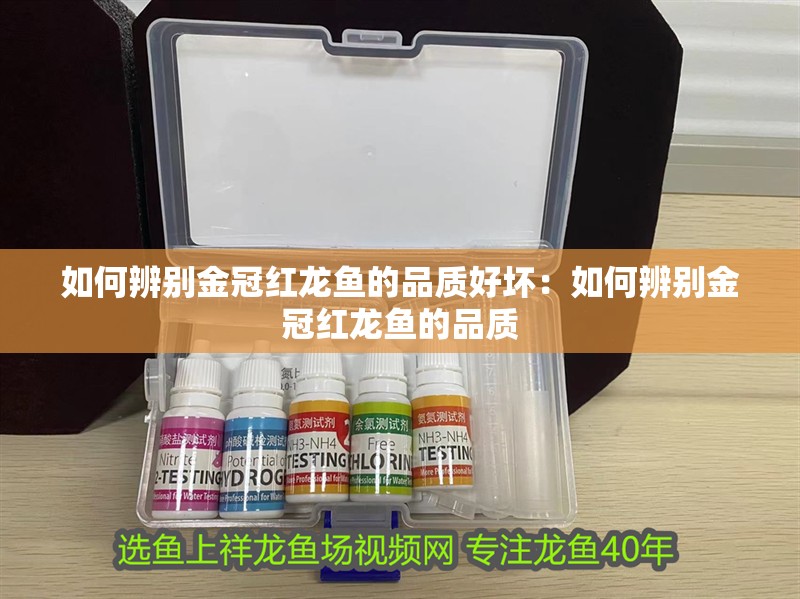 如何辨別金冠紅龍魚的品質好壞：如何辨別金冠紅龍魚的品質