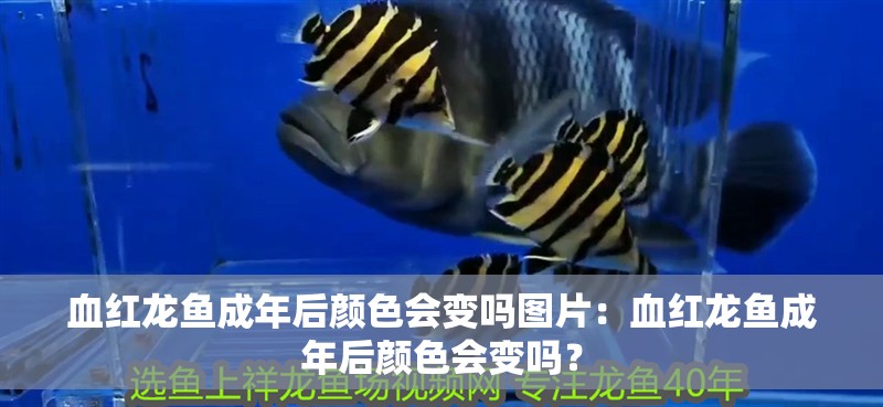 血紅龍魚成年后顏色會變嗎圖片：血紅龍魚成年后顏色會變嗎？