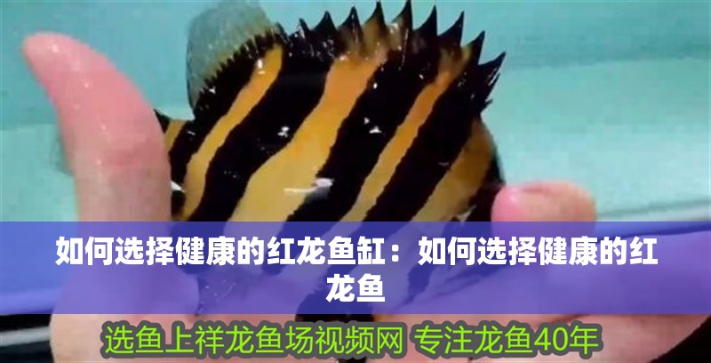 如何選擇健康的紅龍魚(yú)缸：如何選擇健康的紅龍魚(yú)
