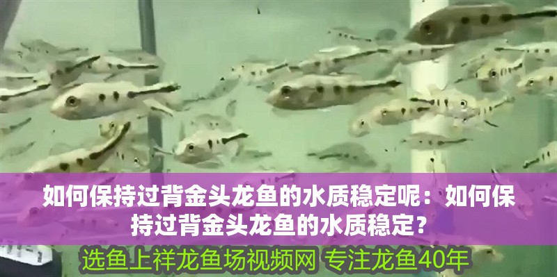 如何保持過背金頭龍魚的水質穩定呢：如何保持過背金頭龍魚的水質穩定？