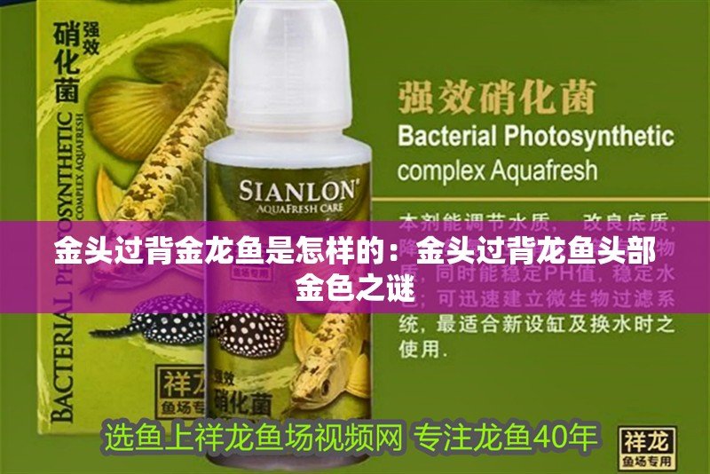 金頭過(guò)背金龍魚(yú)是怎樣的：金頭過(guò)背龍魚(yú)頭部金色之謎