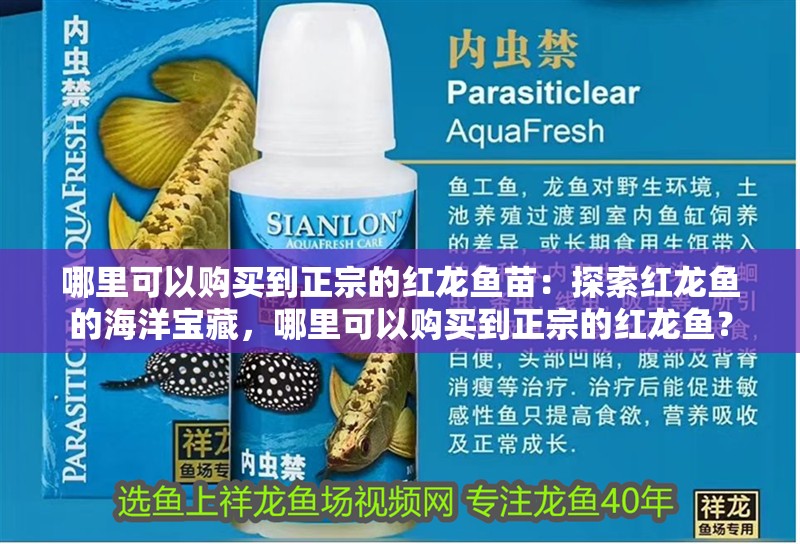 哪里可以購買到正宗的紅龍魚苗：探索紅龍魚的海洋寶藏，哪里可以購買到正宗的紅龍魚？