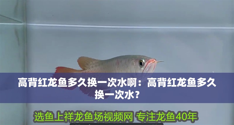 高背紅龍魚多久換一次水啊：高背紅龍魚多久換一次水？